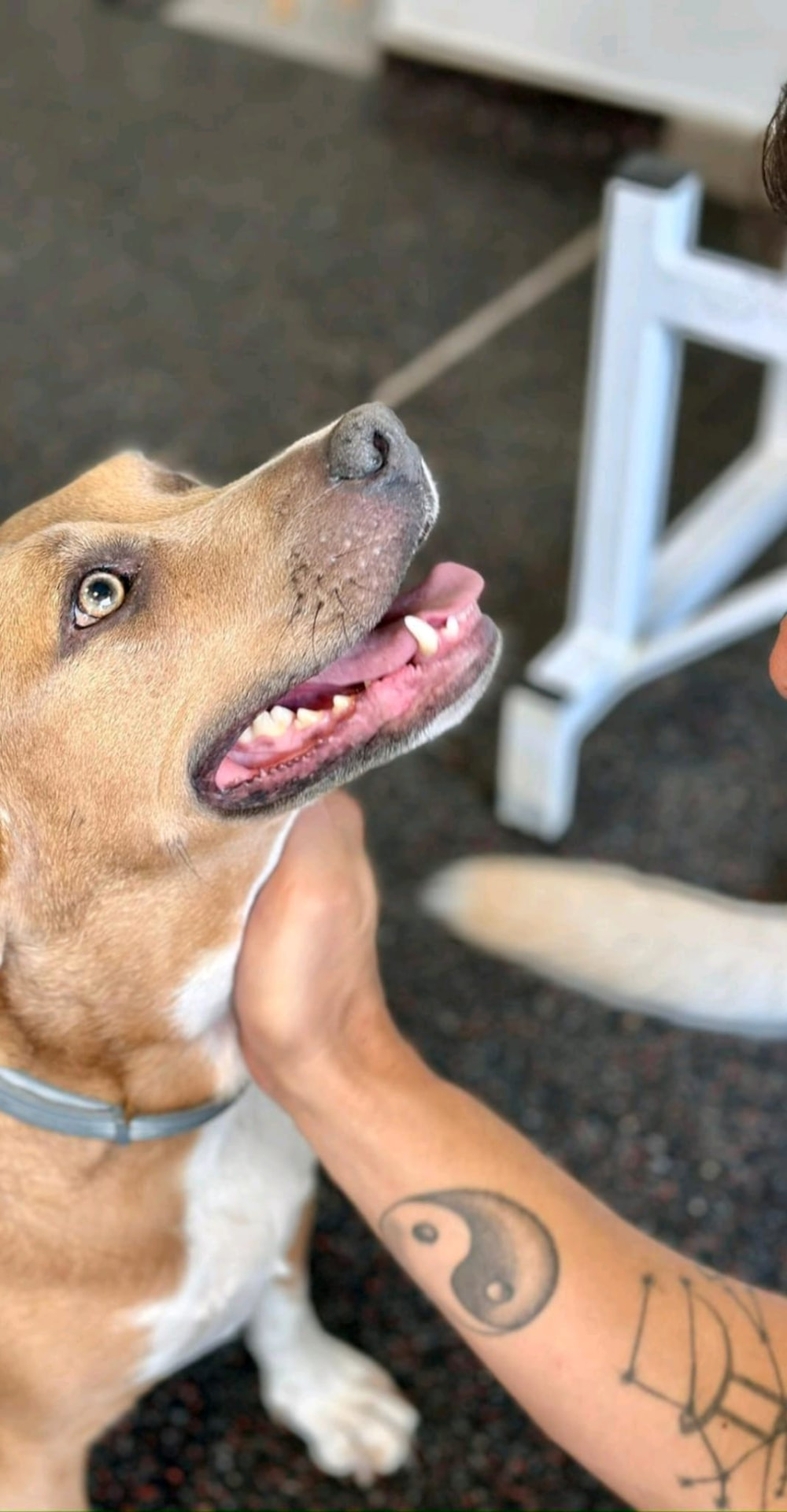 Un perro mira atento y relajado mientras recibe una caricia